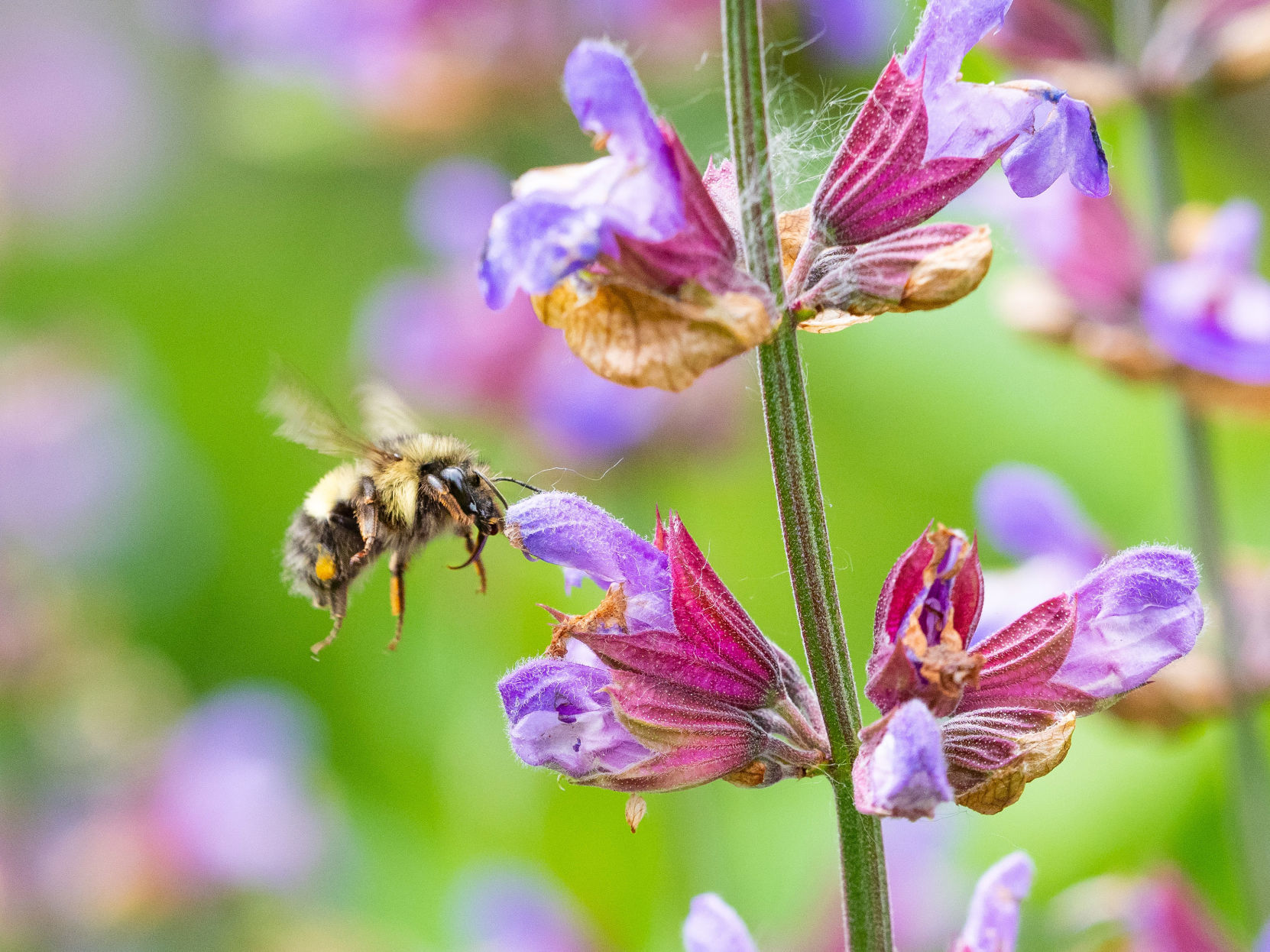 Collecting pollen